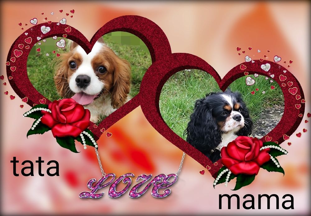 Cavalier King Charles Spaniel piesek samczyk tricolor