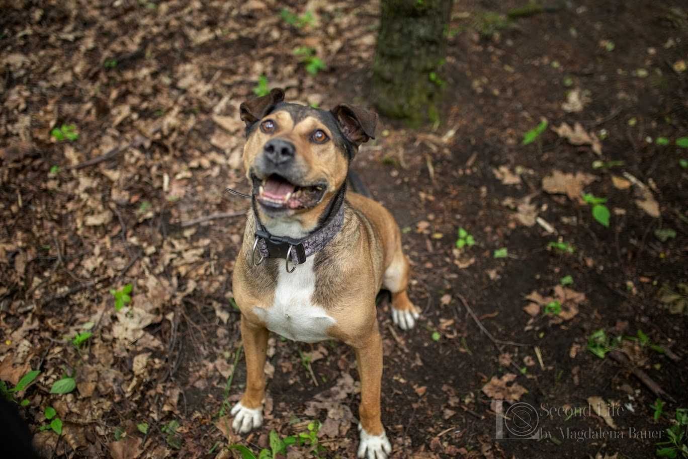 Mix amstaff Myszek szuka domu!