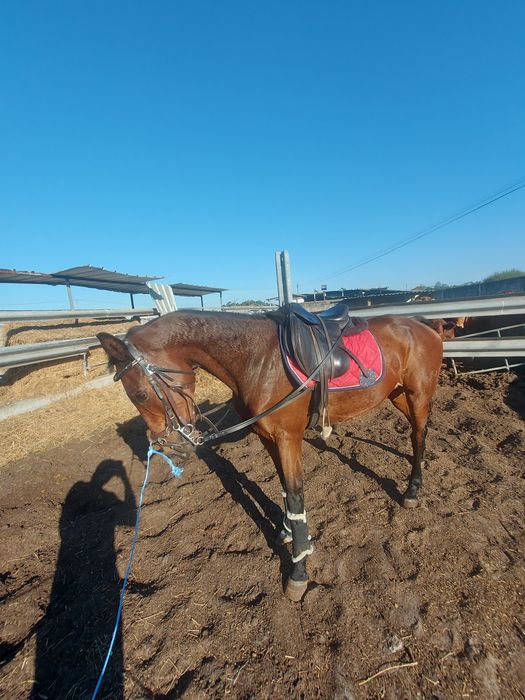 Vendo cavalo montado