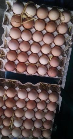 Инкубационное яйцо редбро, голошейка, Венгрия, Украина