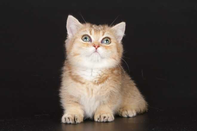 Кошенята породи манчкін, з коротенькими ніжками