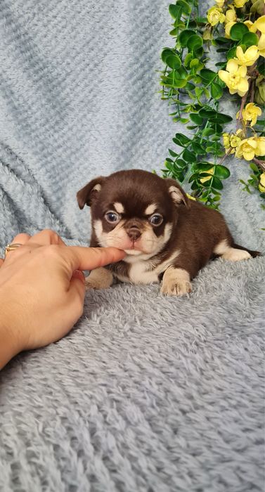 Excecional mini menina Chihuahua/Chiuaua de Qualidade,LinhagemRussa