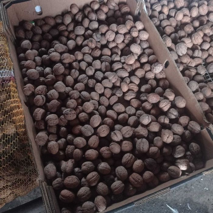 Orzechy włoskie- tegoroczne