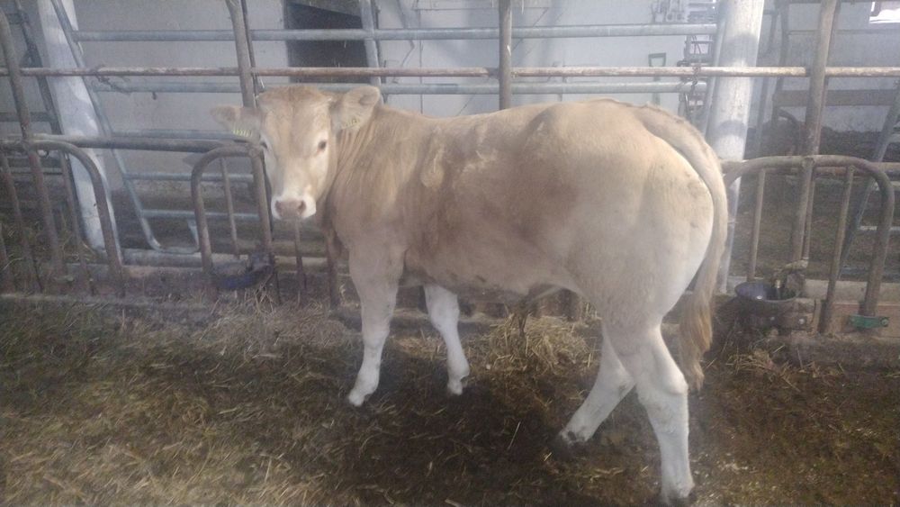 Sprzedam byka rasy blonde d Aquitaine 100%