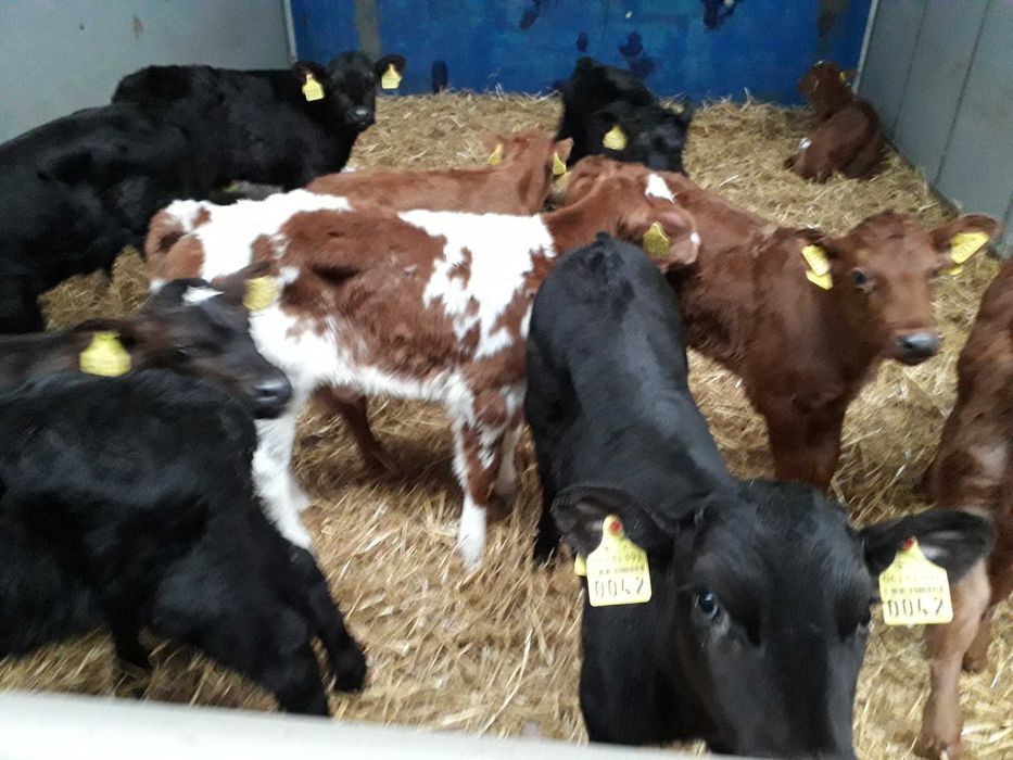 Cielęta, cielaki, byczki oraz jałówki mięsne, MM,MS,HF transport