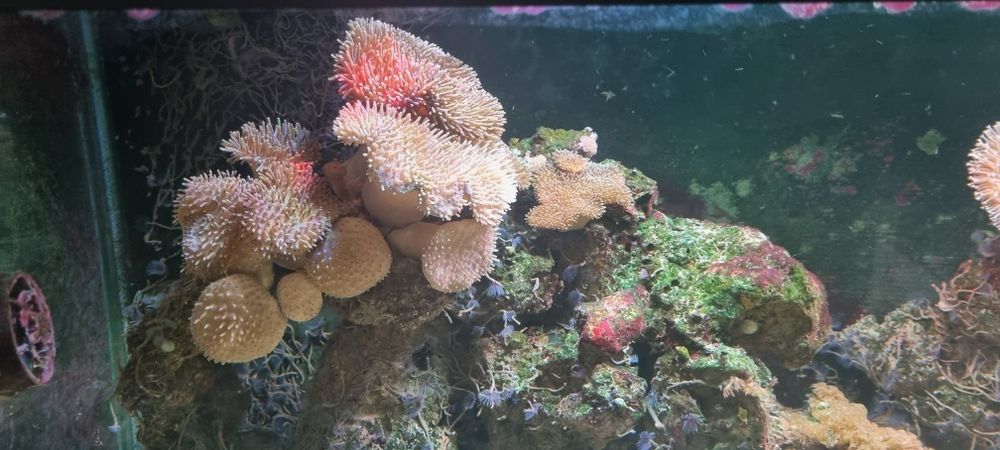 Koralowce Akwarium Morskie