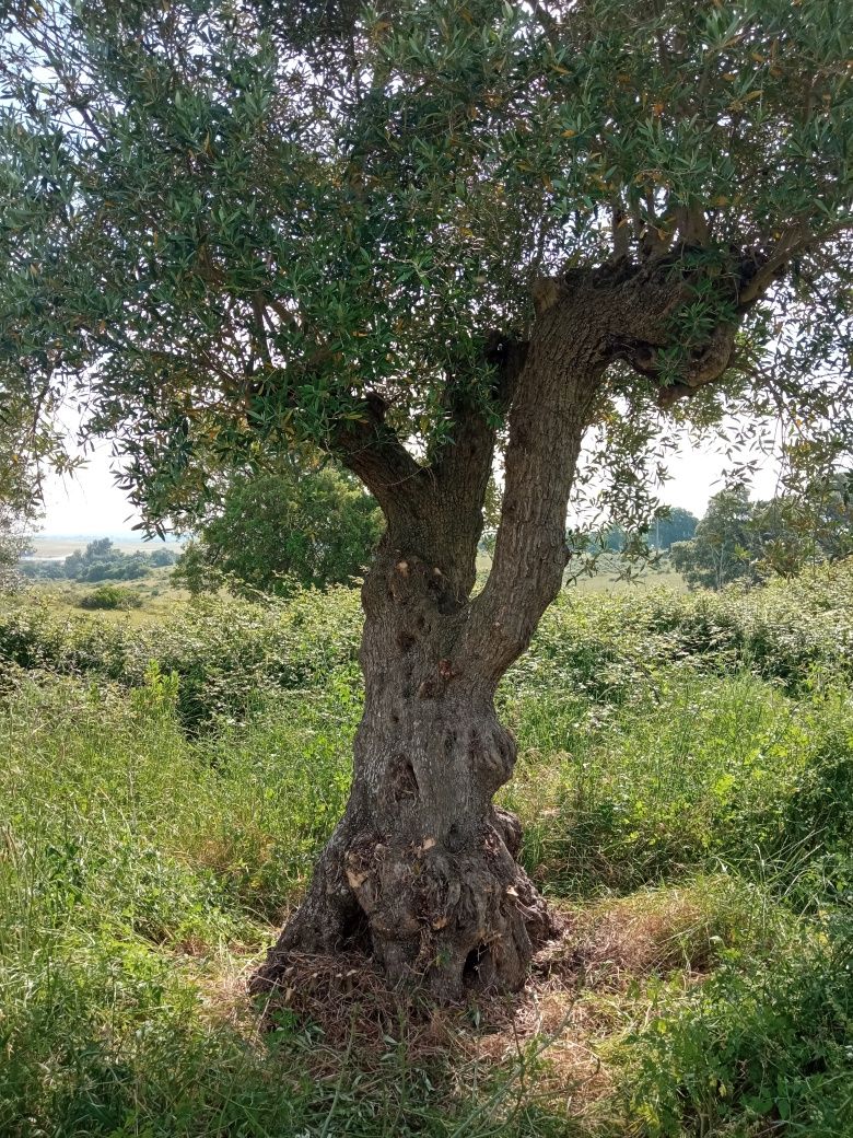 Oliveiras centenarias para jardim ou lenha