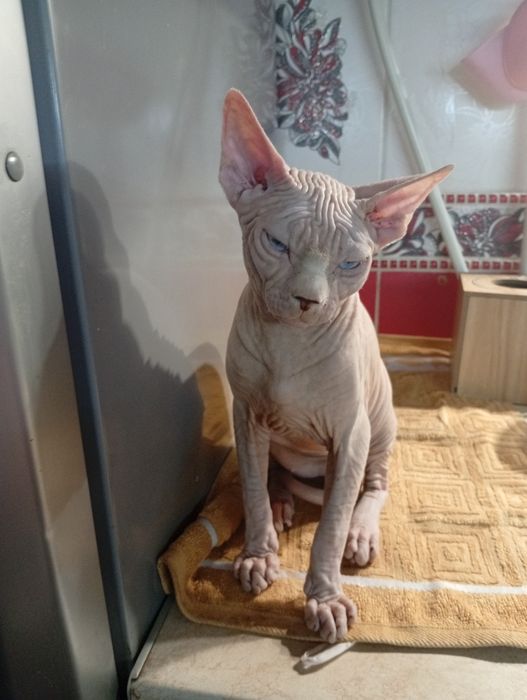 Продам канадского сфинкса