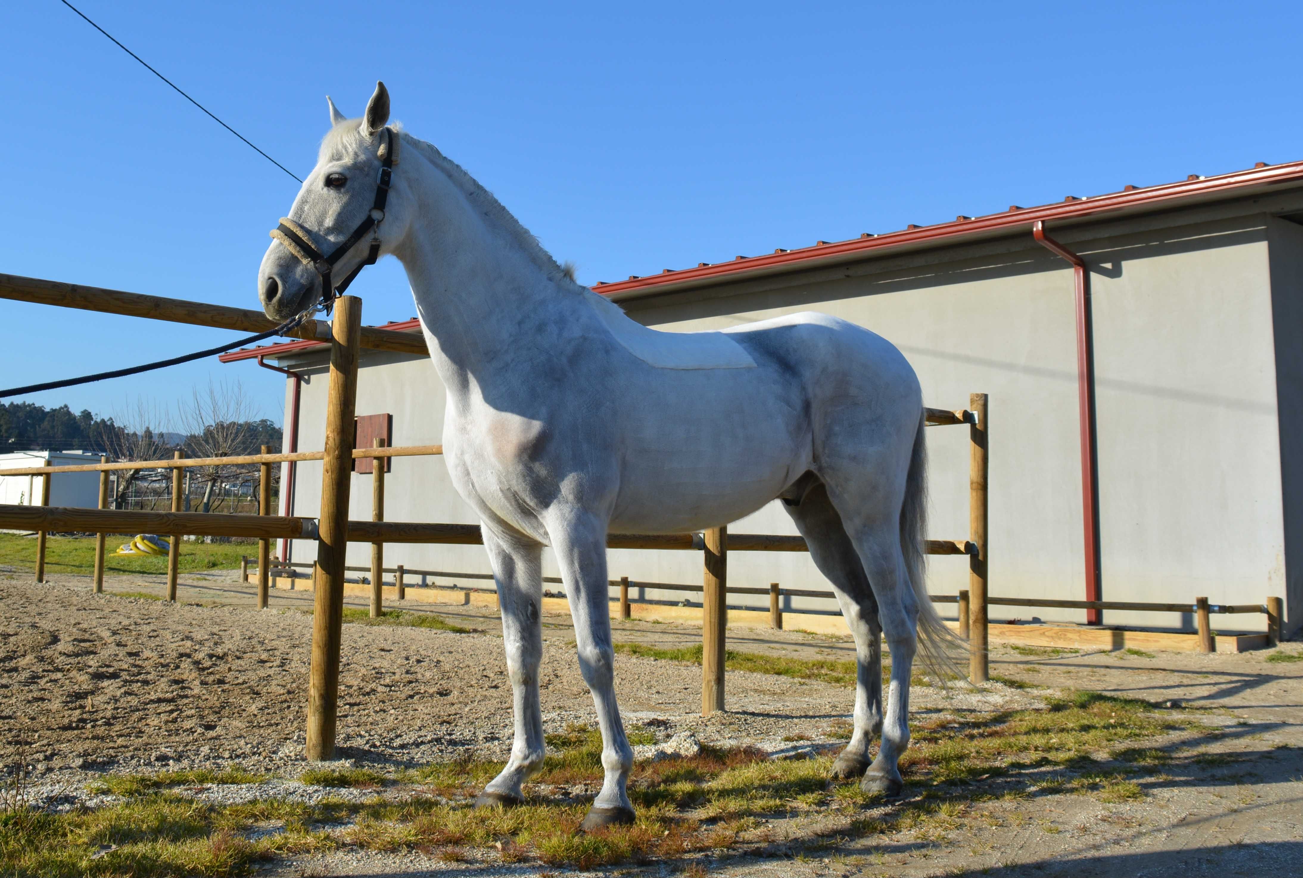 Vendo cabalo puros sangue lusitano