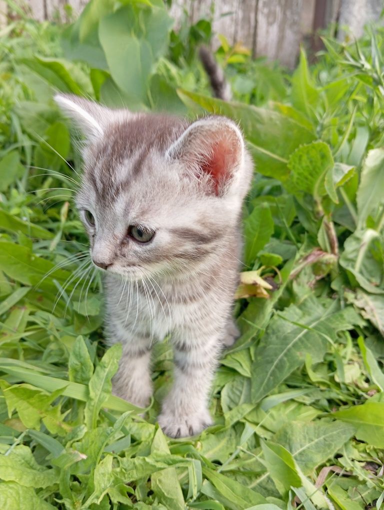 Продам кошенят дуже гарні