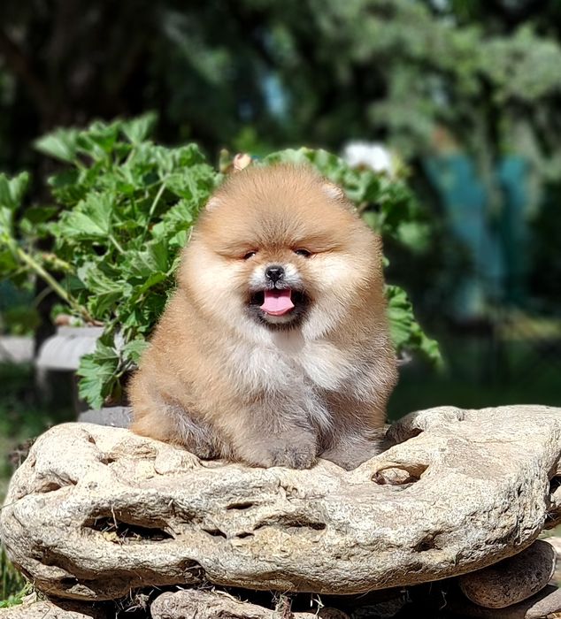 Очаровательная  девочка и мальчик померанского шпица