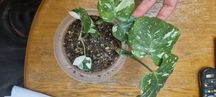 Trzy monstera thai constellation