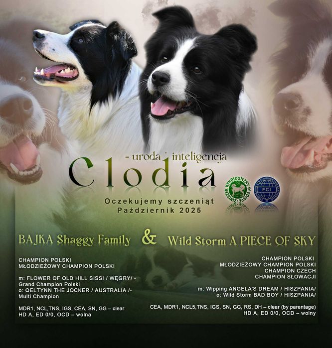 Zapowiedź miotu - Border Collie
