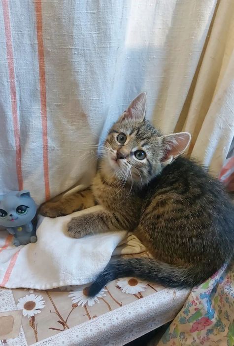 Отдам котенка лесного окраса, мальчик, 2 месяца