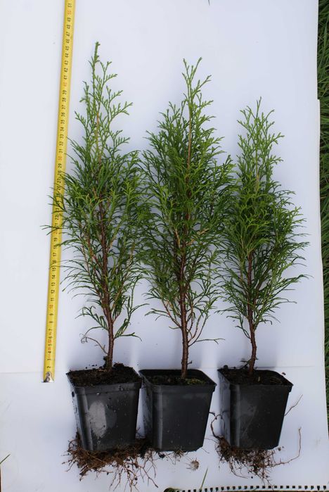 Tuja Smaragd około  40-45 cm (szmaragd, Kraków)