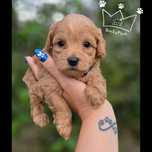 Maltipoo maltidodle suczka  samiec  red Badania paszport wyprawka