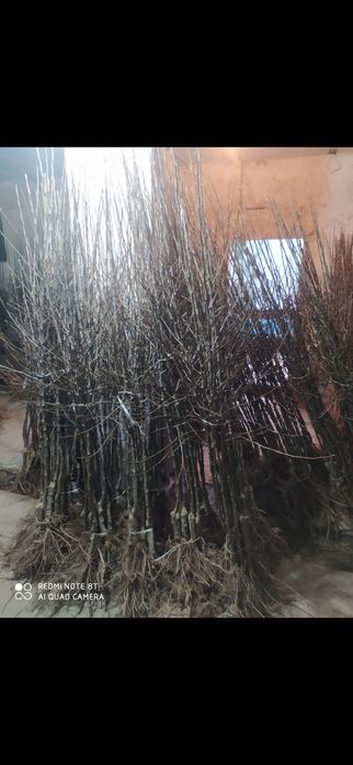 Drzewka owocowe Jabłonie