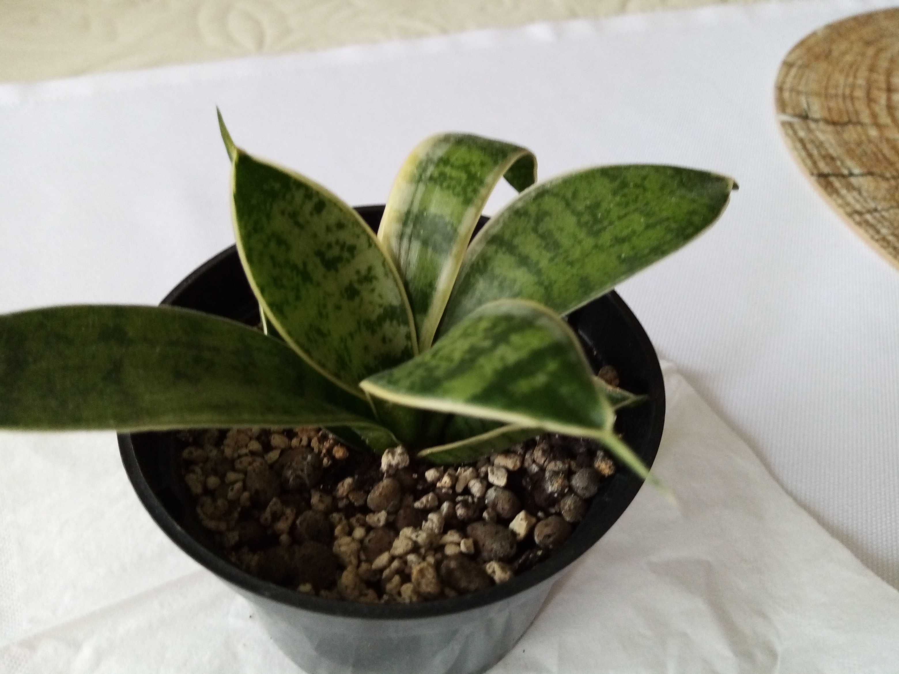 2. Sansevieria hahnii Silver Marginated - młoda sadzonka