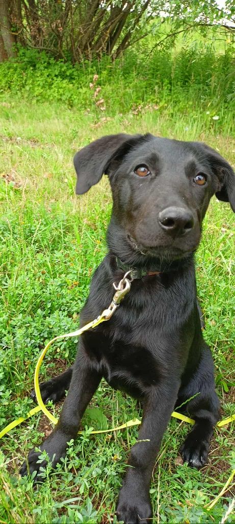 Wenus do adopcji! Sandomierz