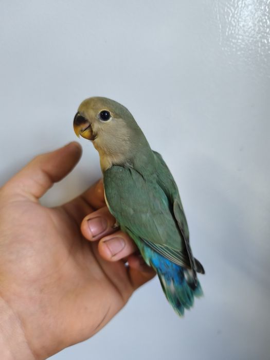 Agapórnis roseicollis criados á mão