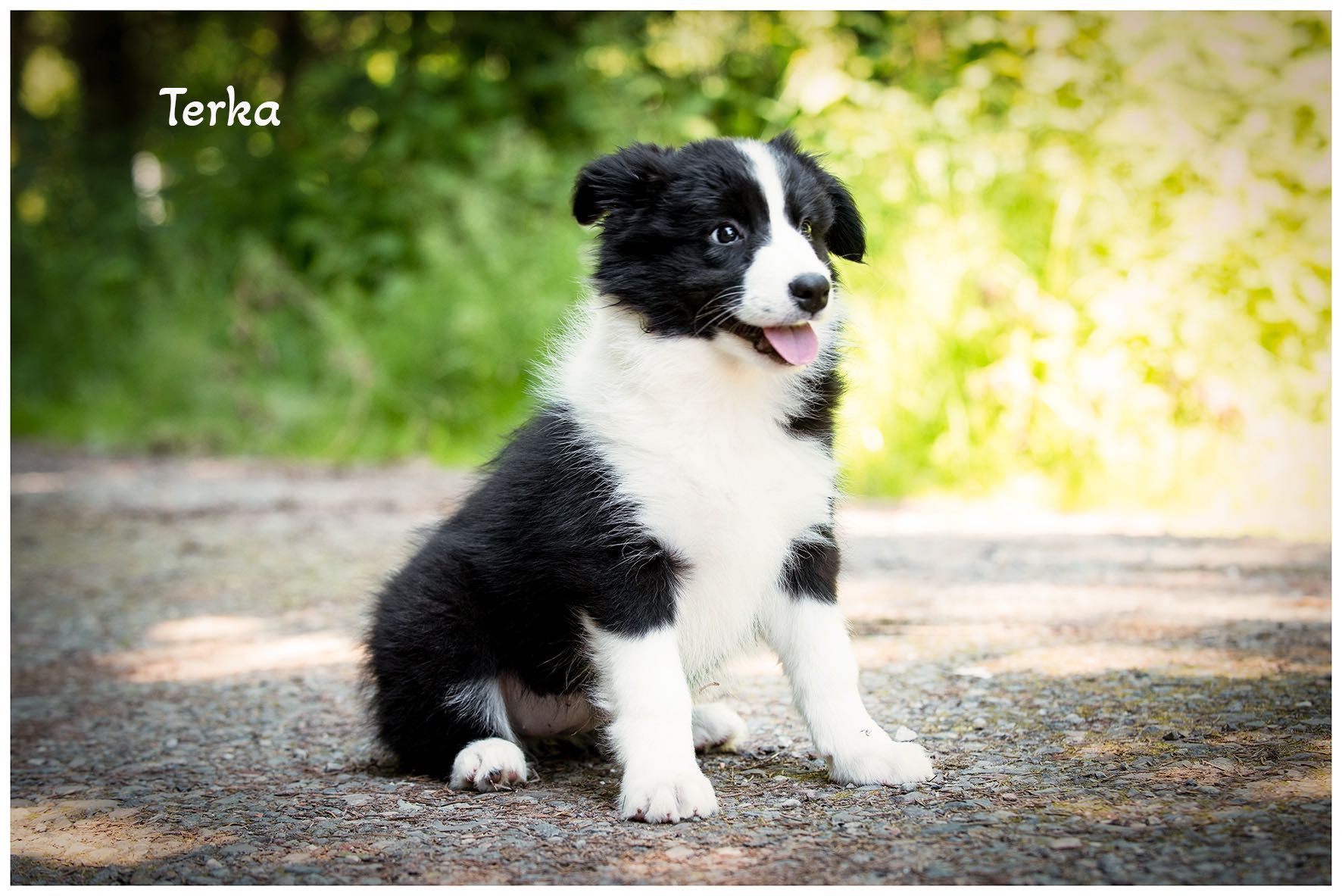 Border Collie FCI ZKwP
