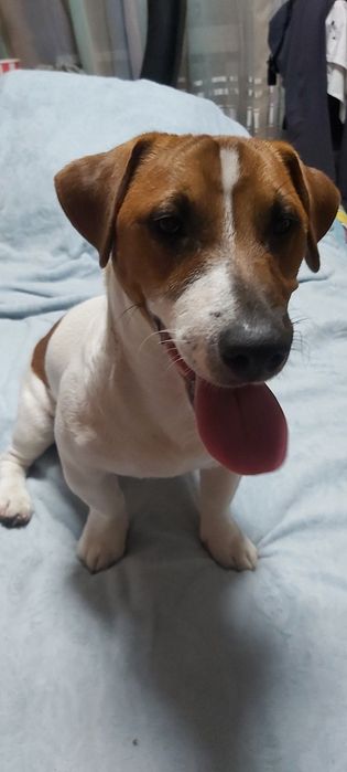 Вязка Джек Рассел терьера