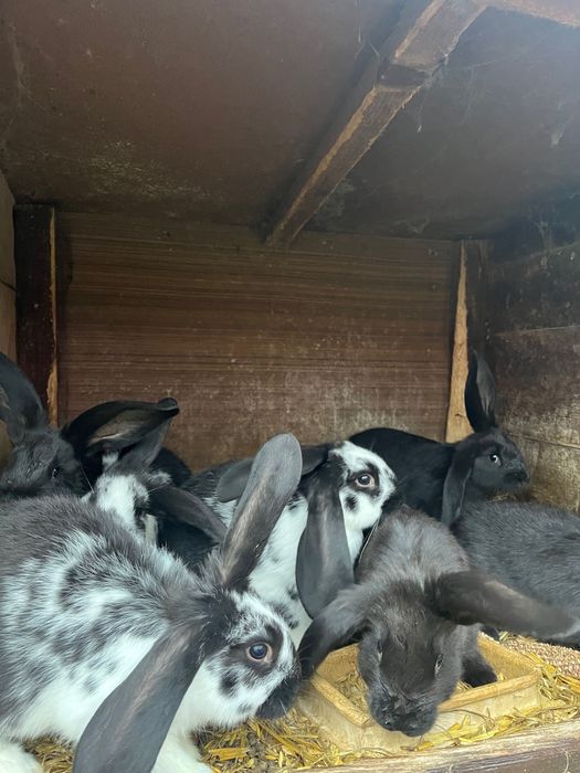 sprzedam młode króliki