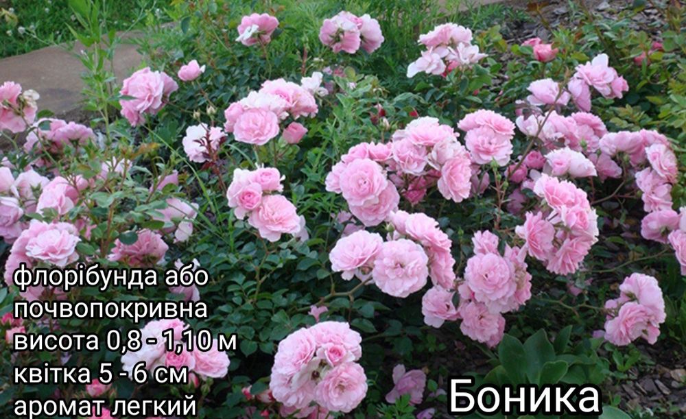 Саджанці троянд Саженцы роз