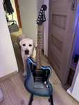 Squier by Fender Contemporary Jaguar HH gitara elektryczna