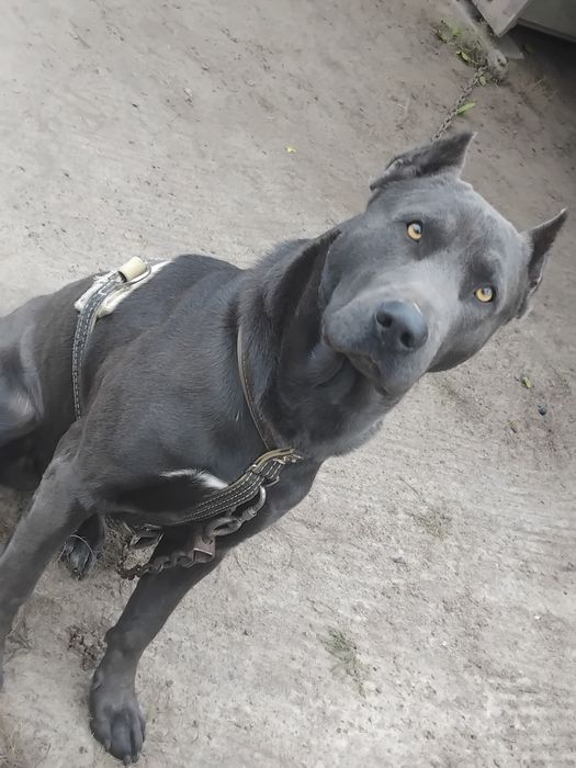 Маємо гібридну породу собак