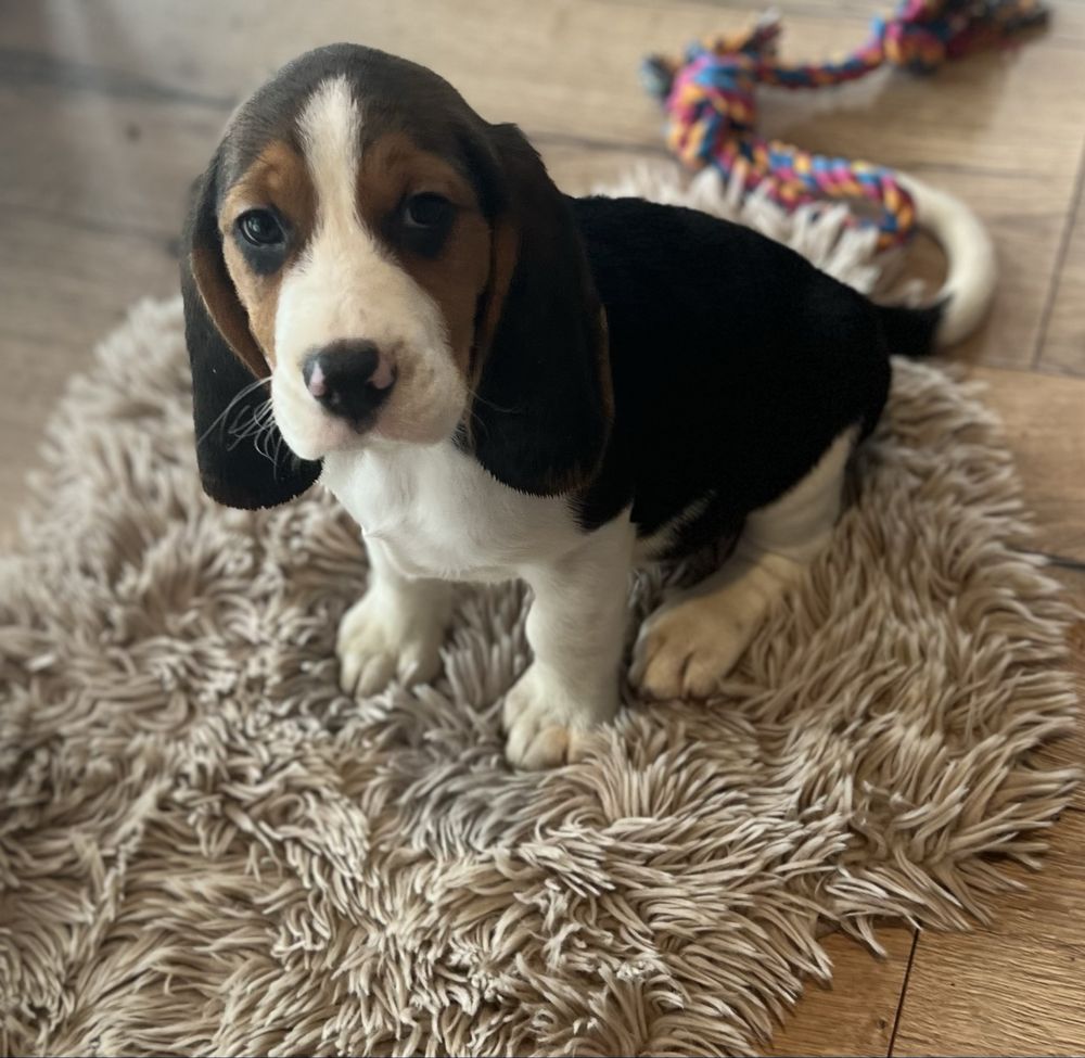Bigiel ( beagle)chłopak gotowy do odbioru