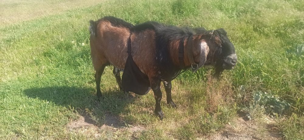 Англо-нубийский козел ( для вязки)