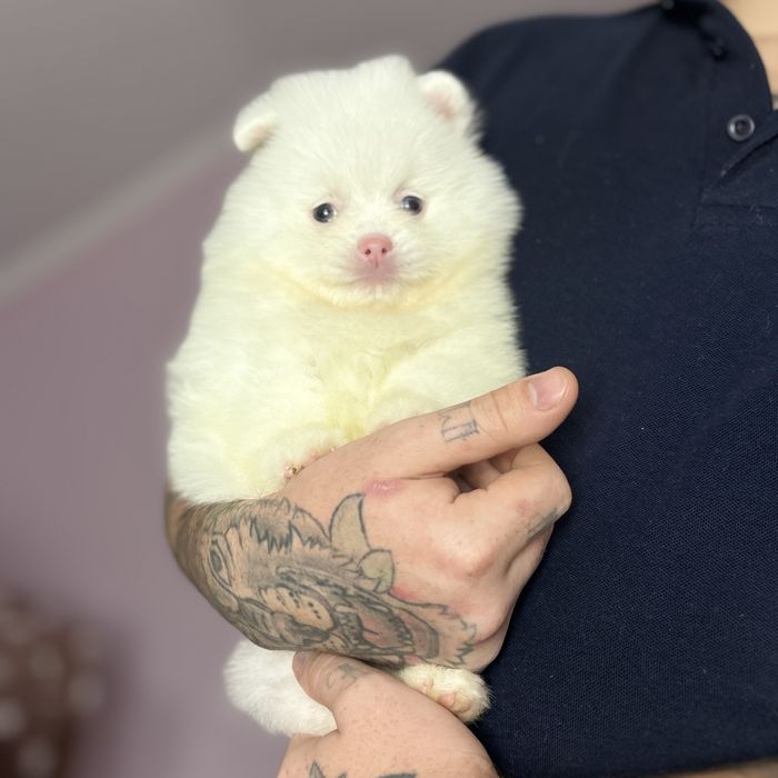 Гарнюня дівчинка шпіца