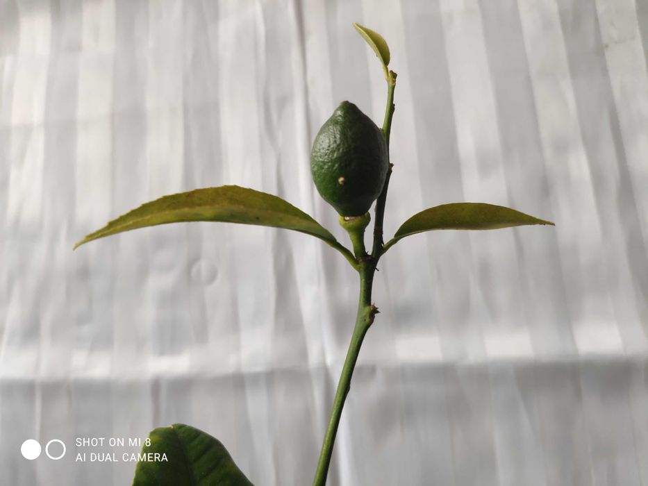 растение Лимон с плодами