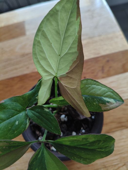 Syngonium red spod trikolor
