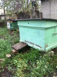 Продажа пчёлосемей и пчелопакетов