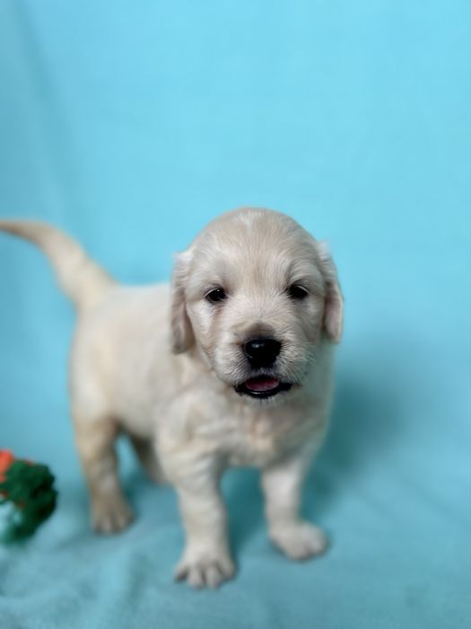 Piesek Golden retriever | ZKwP/FCI | Rodzice wolni od dysplazji
