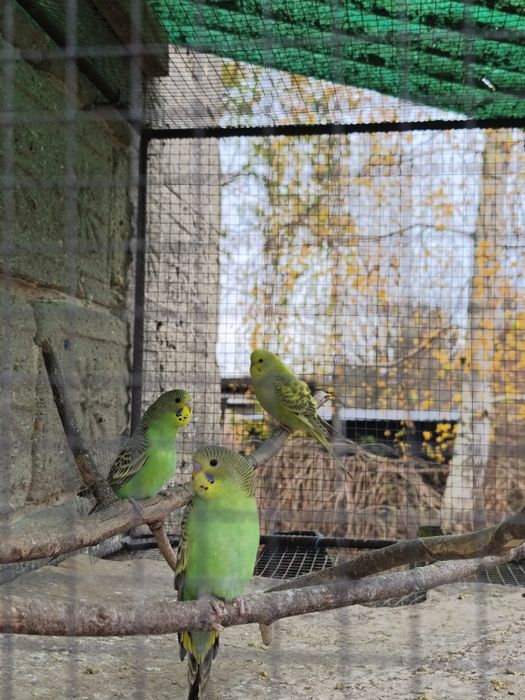 Papugi faliste - młodzież 2025