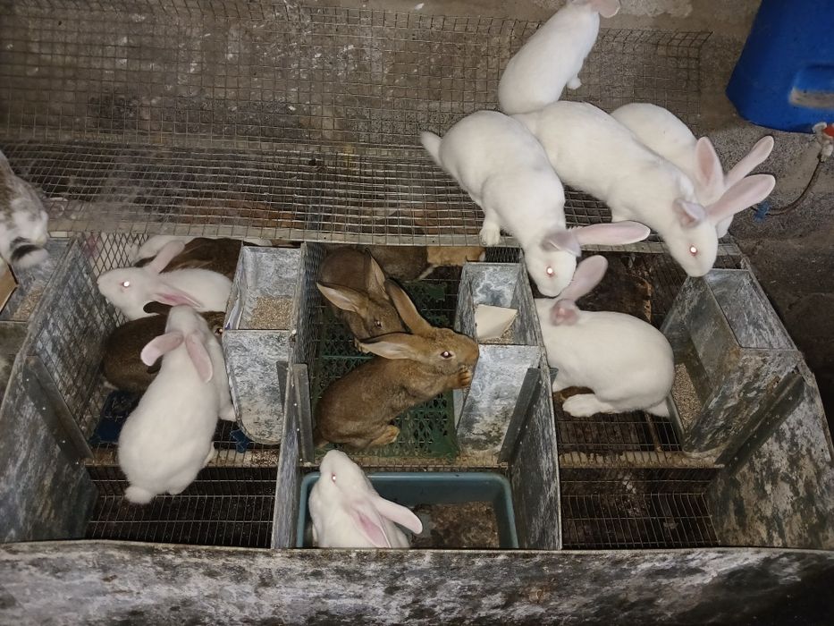 Кролики кролі кроленята