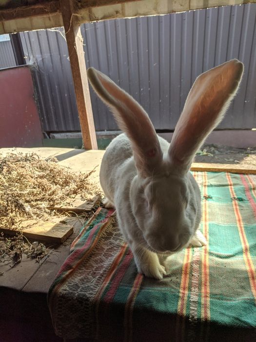 Кролики Бельгійський фландр