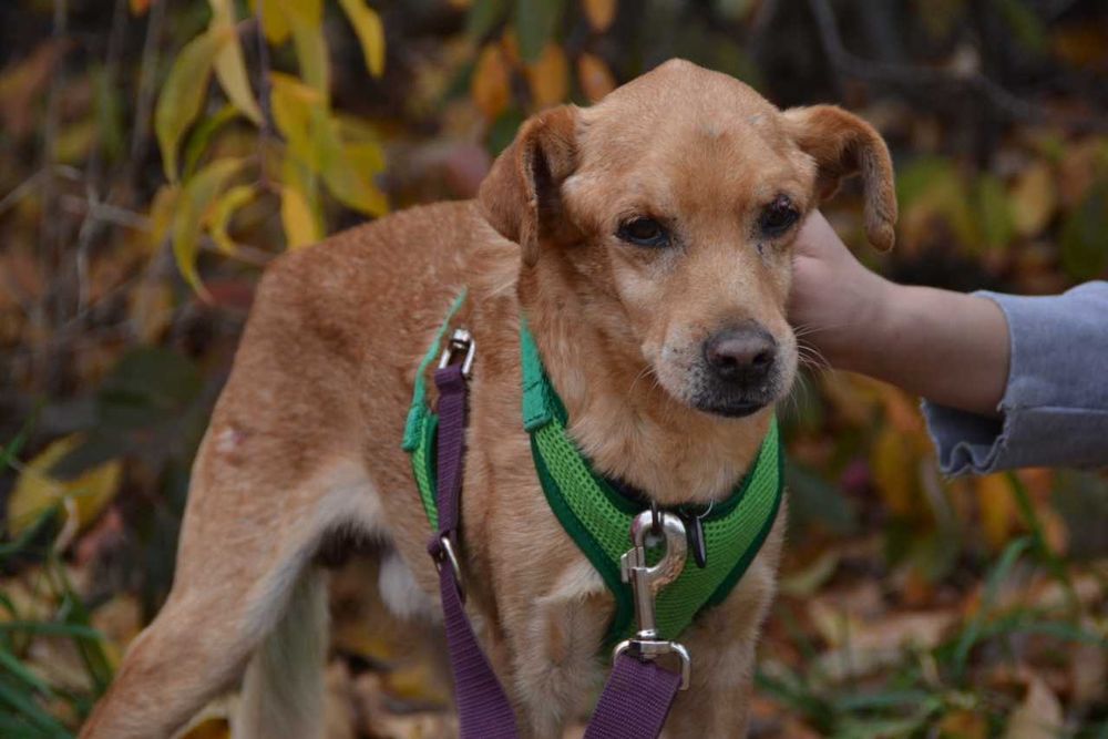 Piotruś Pan - starszy piesek prosi o dom ADOPCJA