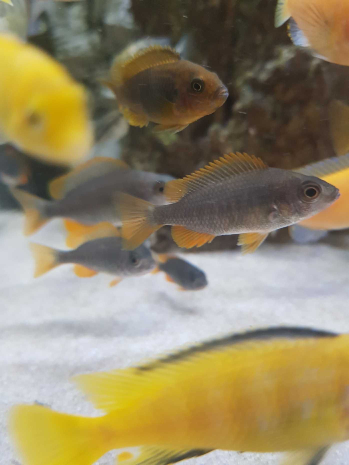 Pyszczak Borleya, pyszczaki Copadichromis borleyi, stado