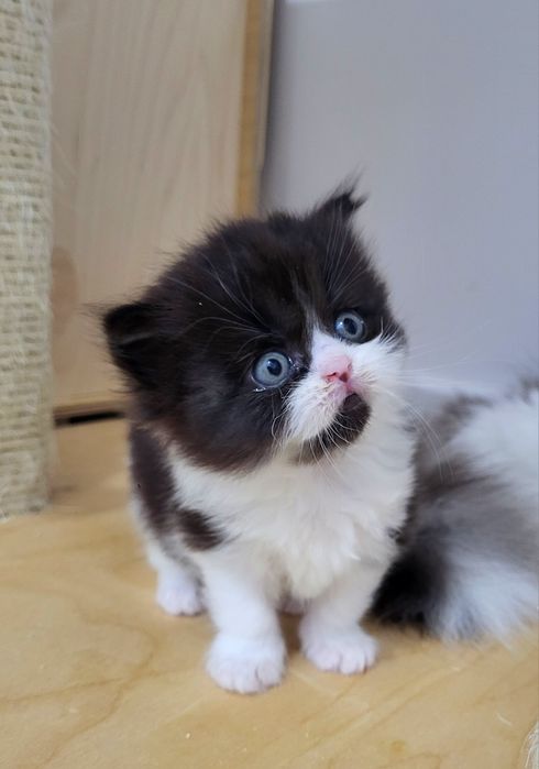 Domino,  kocurek szkocki prostouchy  WCF