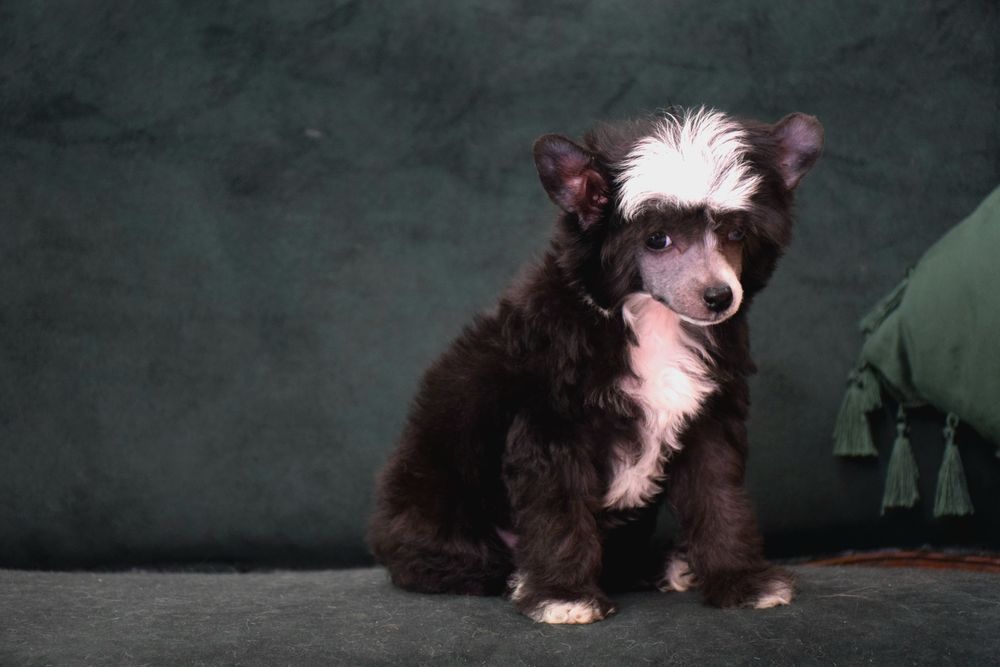 Cão de Crista Chines - Variedade Com pelo
