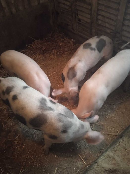 Продам поросят(свинки)