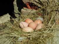 Jaja kurze, jajka świeże, wiejskie 100% ekologiczne