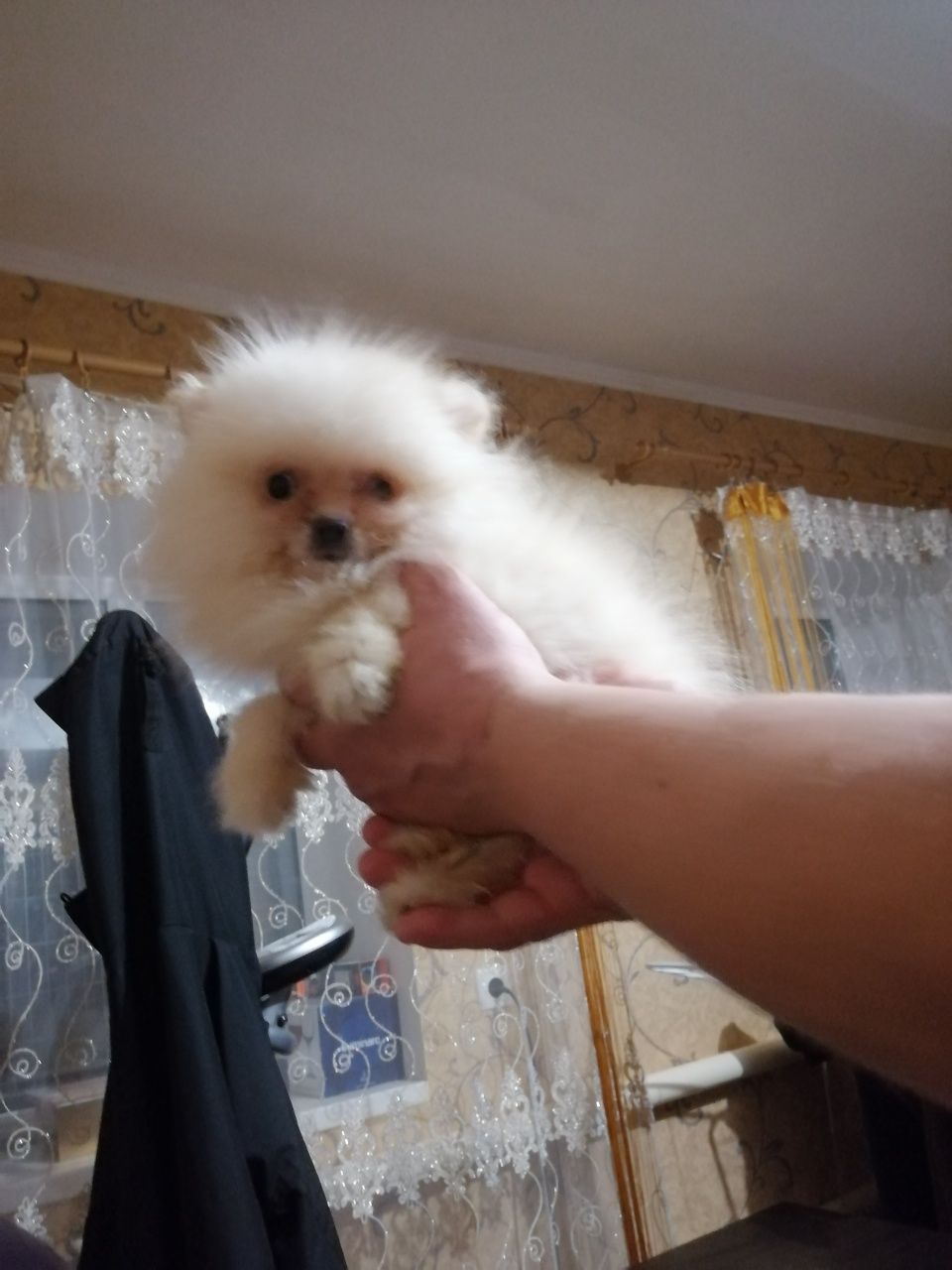 Выбор деток шпицуни