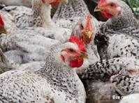 майстер грей яйце для інкубації