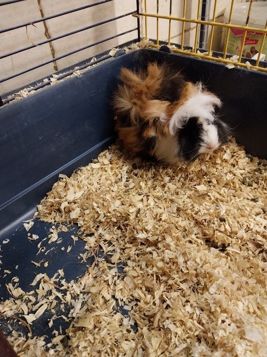 Świnka morska, cavia domowa, samiczka ur.02.07.25