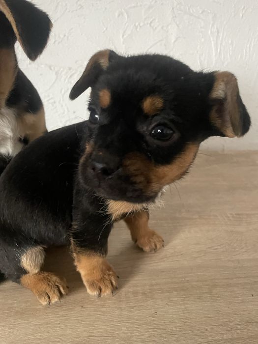 Maleńka suczka po mamie buldog francuski a tacie pinczer